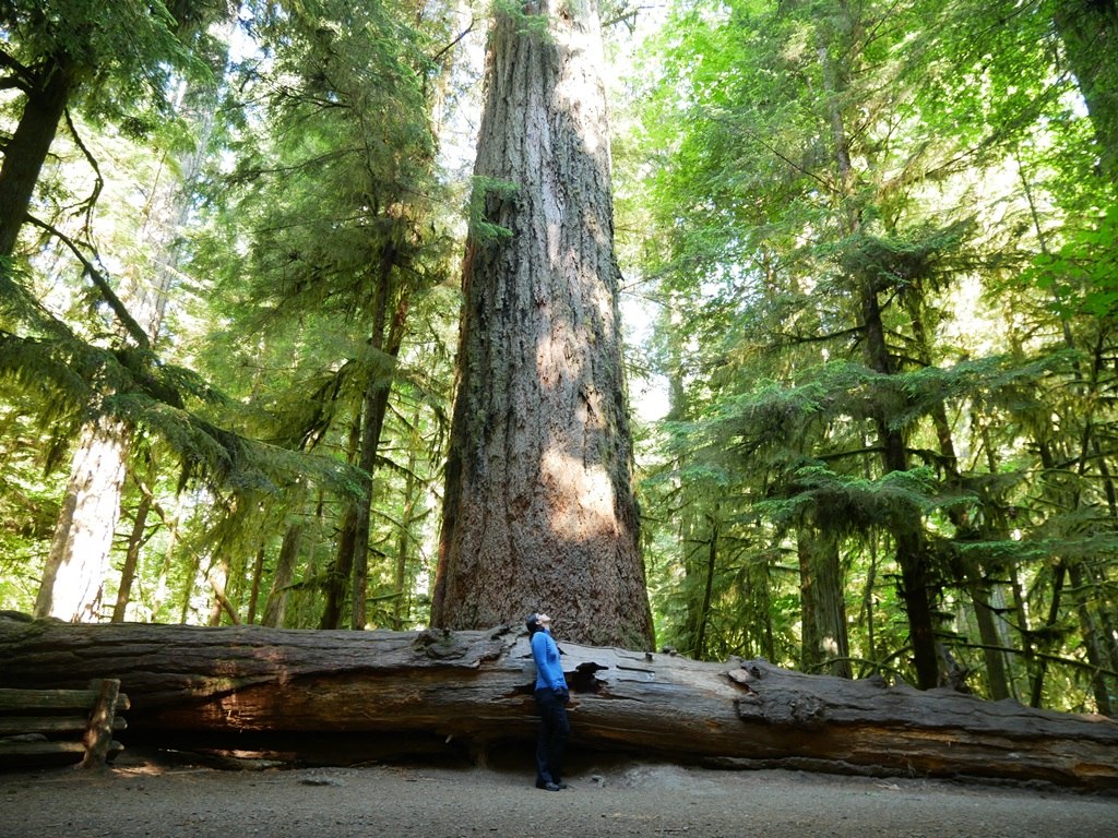 Un sapin de Douglas géant à Cathedral Grove, une personne debout à son pied