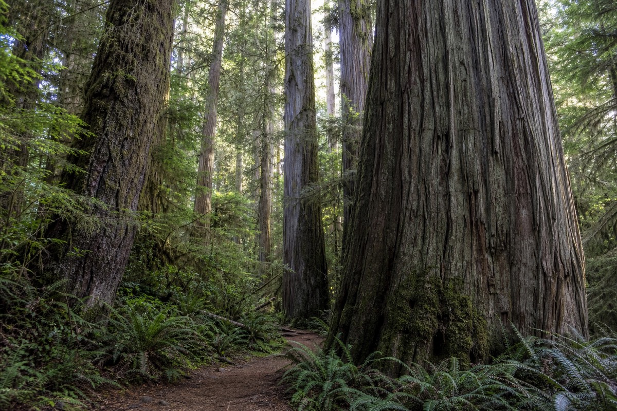 Troncs massifs de cèdres géants dans la forêt ancienne de Cathedral Grove