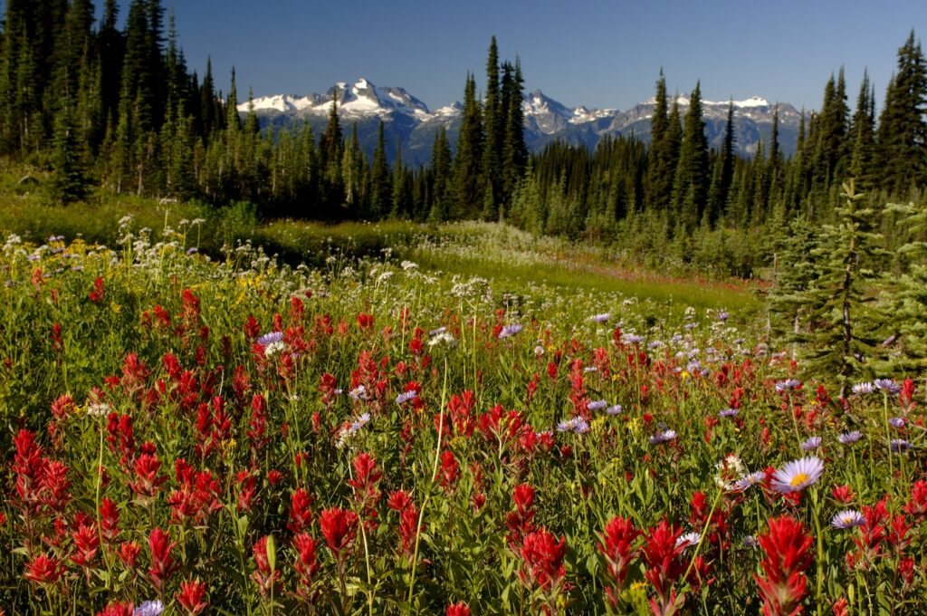 Un pré de fleurs sauvages rouges et mauves devant les sommets enneigés du parc national du Mont-Revelstoke
