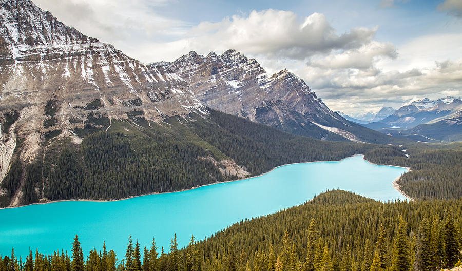 Le lac Peyto turquoise en forme de tête de loup, vu du belvédère Bow Summit