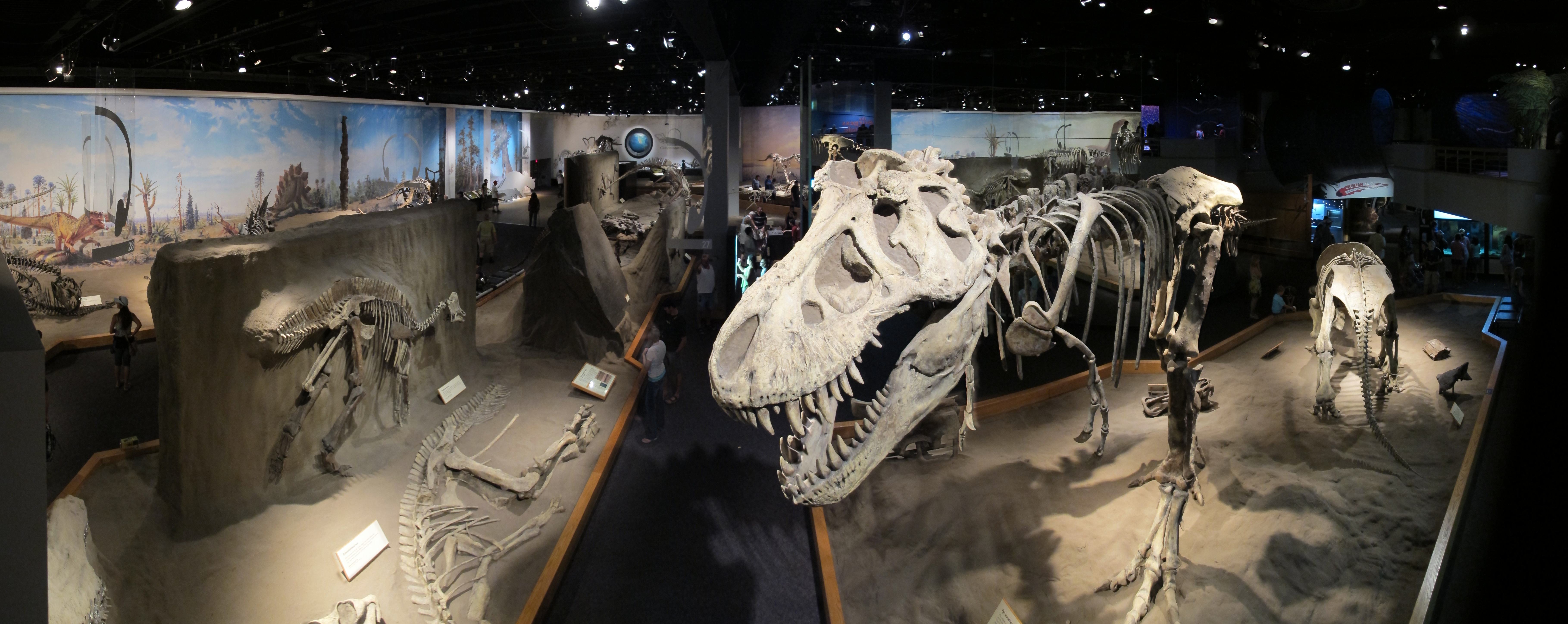 Un squelette de tyrannosaure dans une galerie du musée Royal Tyrrell