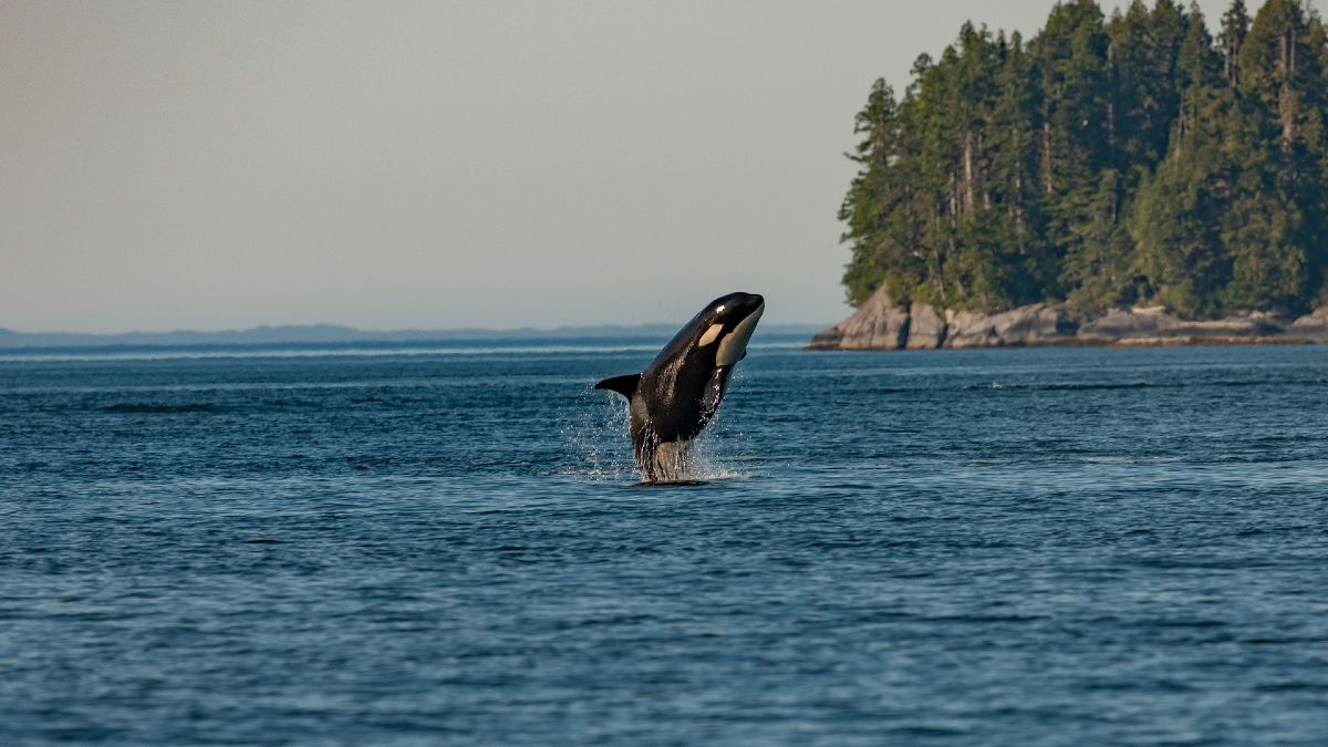 Une orque émerge de l’eau pendant une excursion d’observation