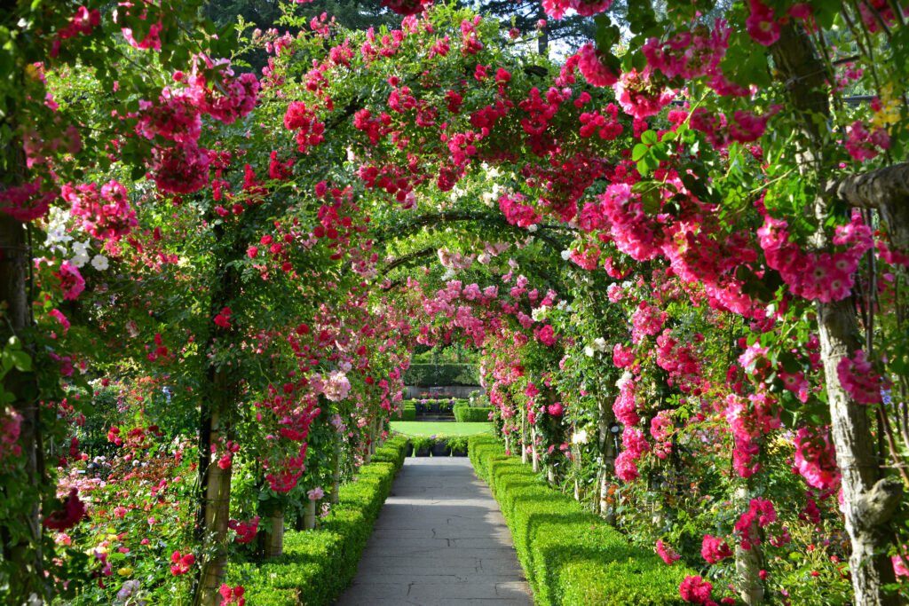 Une allée sous des arches de roses roses aux jardins Butchart