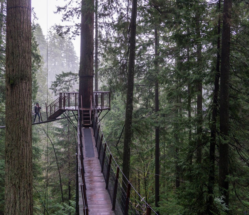 Une passerelle suspendue entre les grands sapins, au parc Capilano